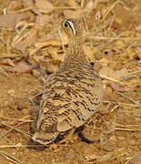 Black-faced Sandgrouse