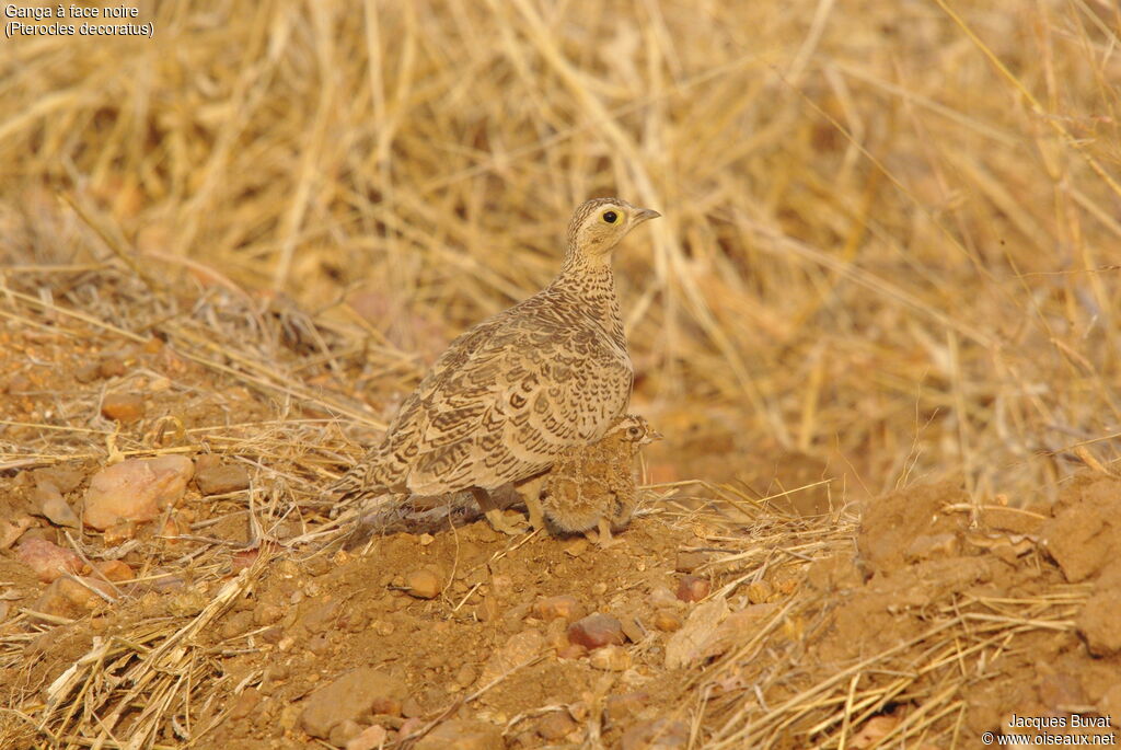 Black-faced SandgrouseFirst year