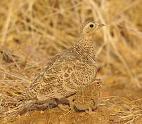 Black-faced Sandgrouse