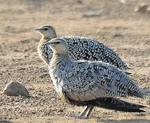 Yellow-throated Sandgrouse