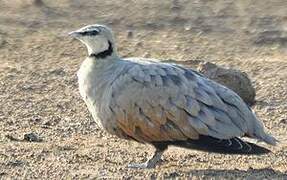 Yellow-throated Sandgrouse