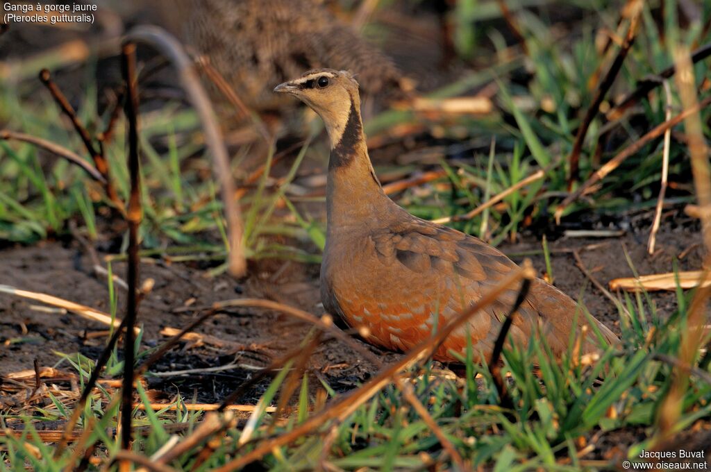 Yellow-throated Sandgrouse