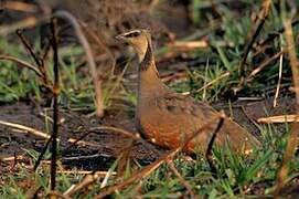 Yellow-throated Sandgrouse