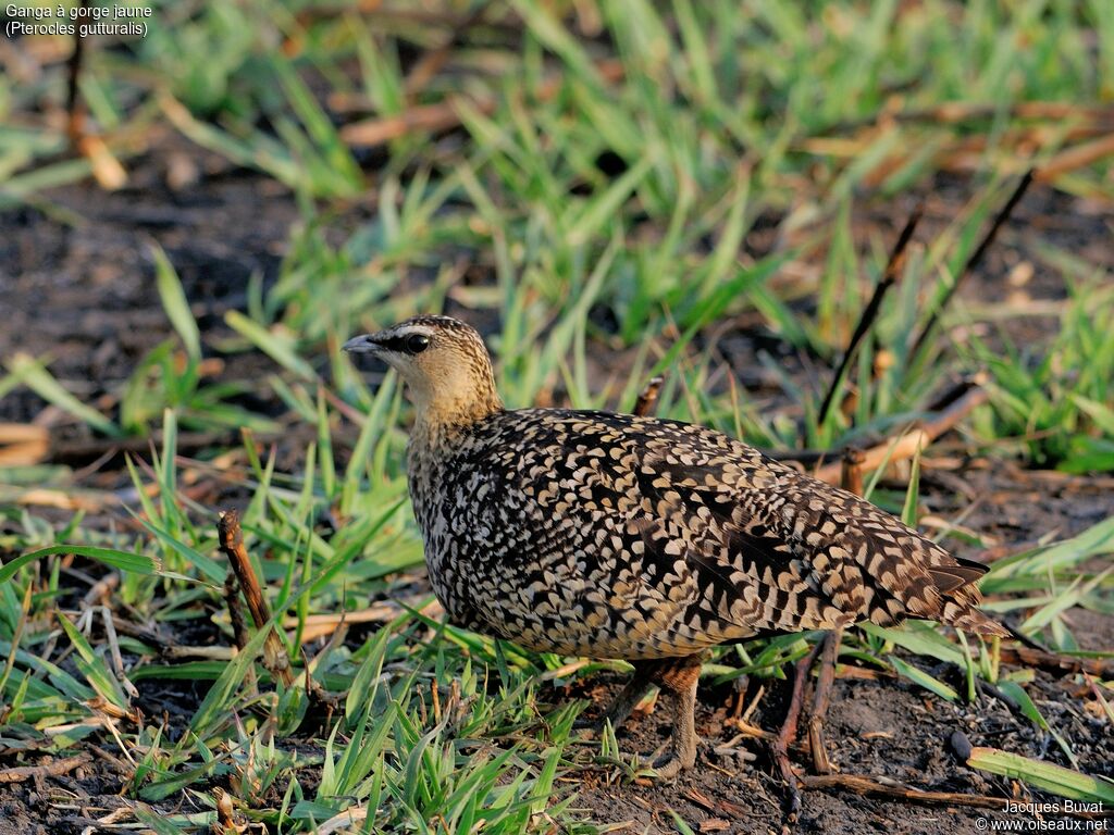 Yellow-throated Sandgrouse female adult breeding, habitat, aspect, pigmentation, walking