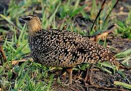 Yellow-throated Sandgrouse