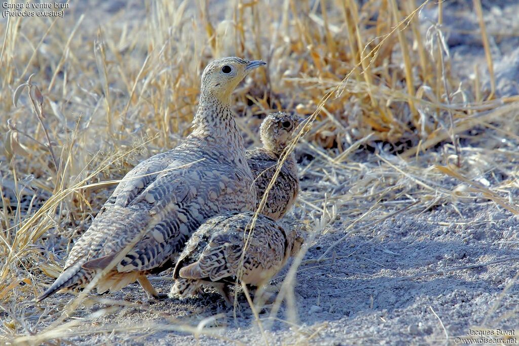 Chestnut-bellied Sandgrouseadult