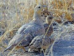 Chestnut-bellied Sandgrouse