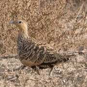 Chestnut-bellied Sandgrouse