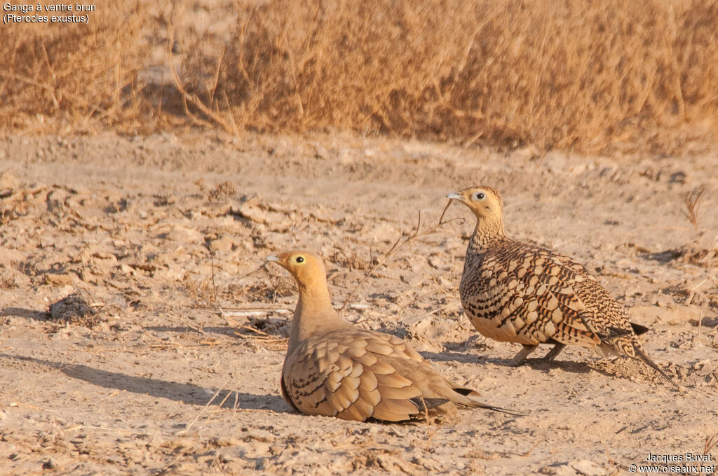 Chestnut-bellied Sandgrouseadult breeding, aspect, pigmentation