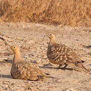 Chestnut-bellied Sandgrouse