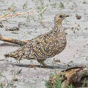 Burchell's Sandgrouse