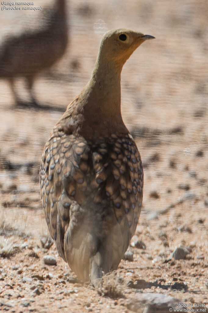 Namaqua Sandgrouse male adult