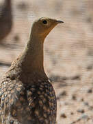 Namaqua Sandgrouse