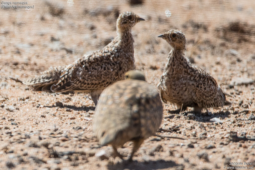 Namaqua Sandgrouse female juvenile, habitat, aspect, pigmentation