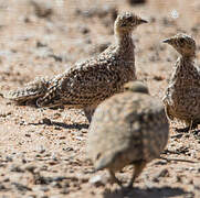 Namaqua Sandgrouse