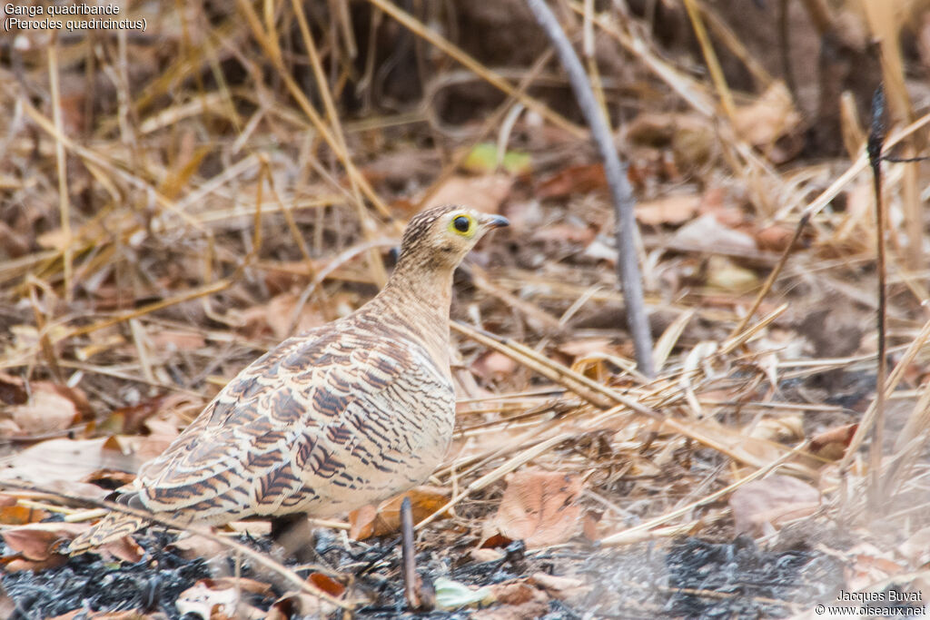 Four-banded Sandgrouse female adult