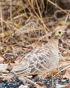 Four-banded Sandgrouse