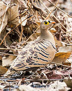 Four-banded Sandgrouse