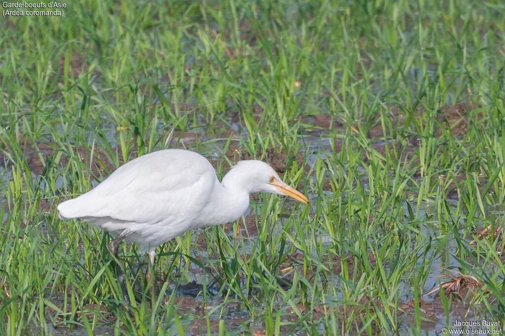 Eastern Cattle Egret