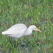 Eastern Cattle Egret