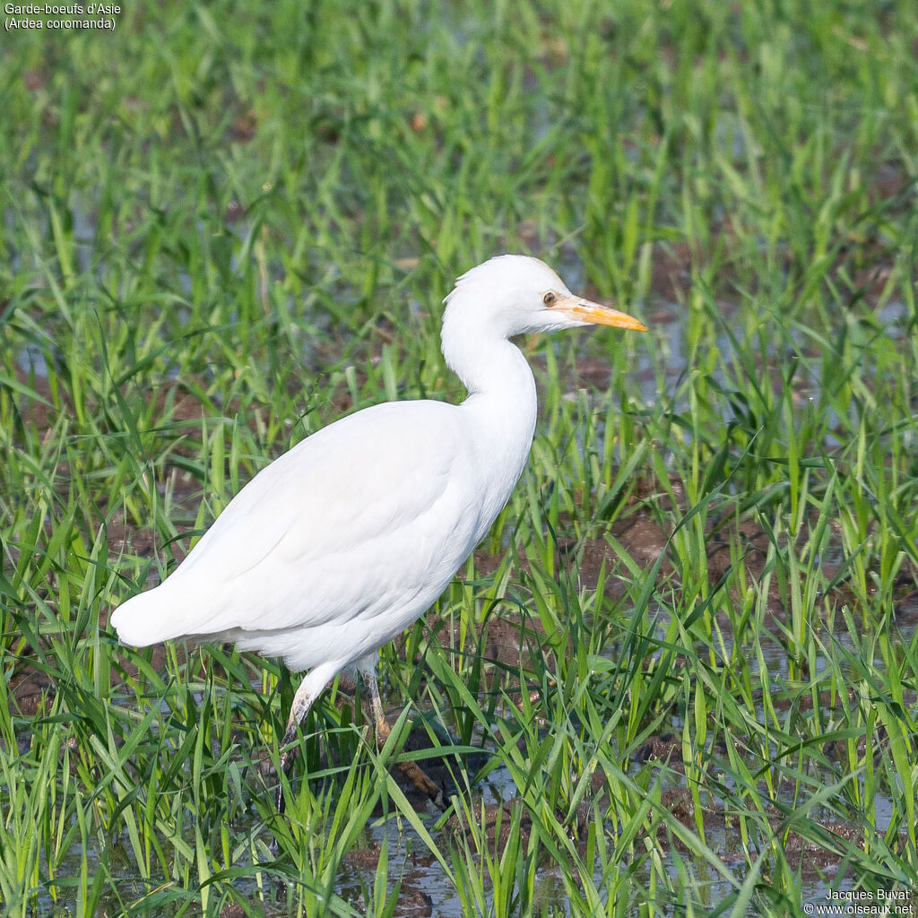 Eastern Cattle Egretadult post breeding, identification, aspect, pigmentation, walking