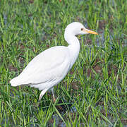 Eastern Cattle Egret