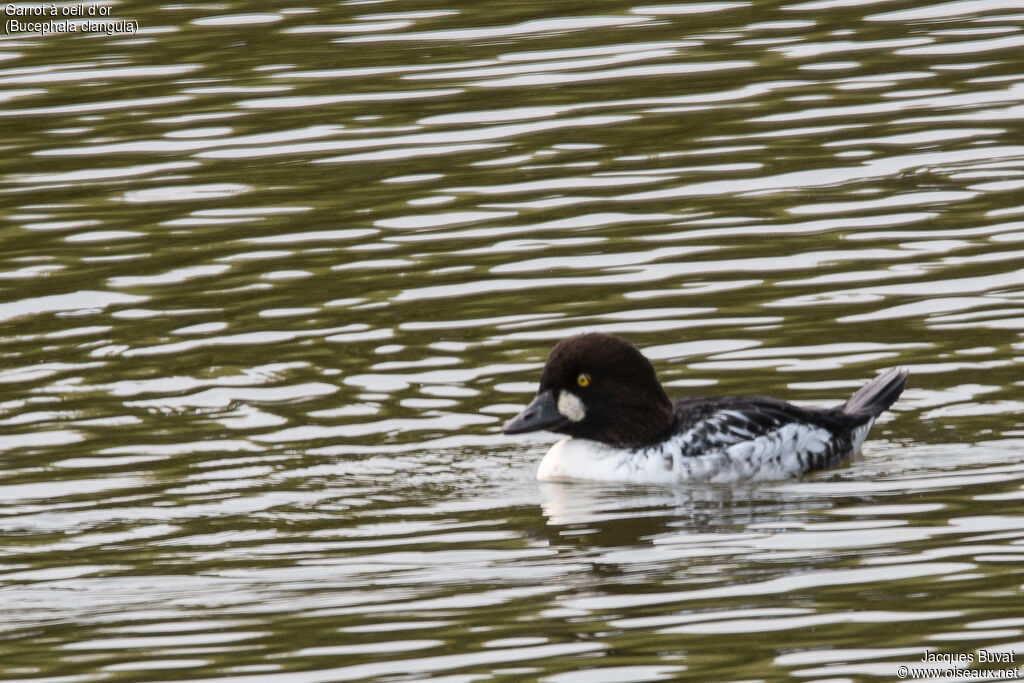 Common Goldeneye male adult transition, identification, close-up portrait, habitat, aspect, pigmentation, swimming