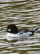 Common Goldeneye