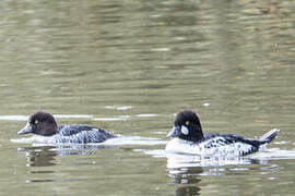 Common Goldeneye