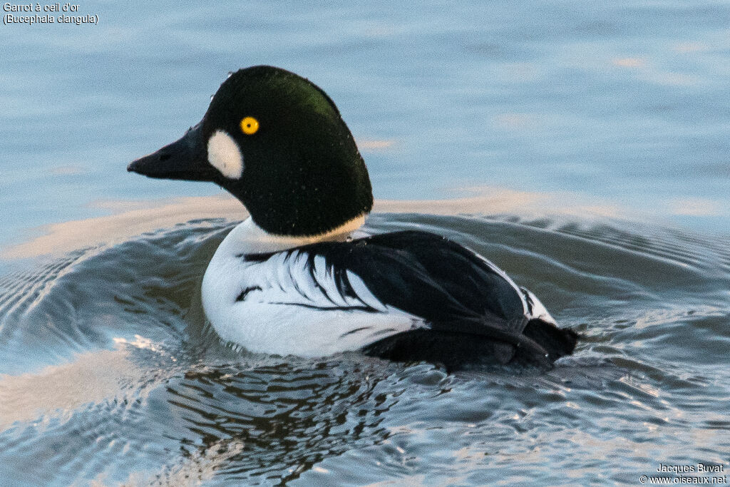 Common Goldeneye