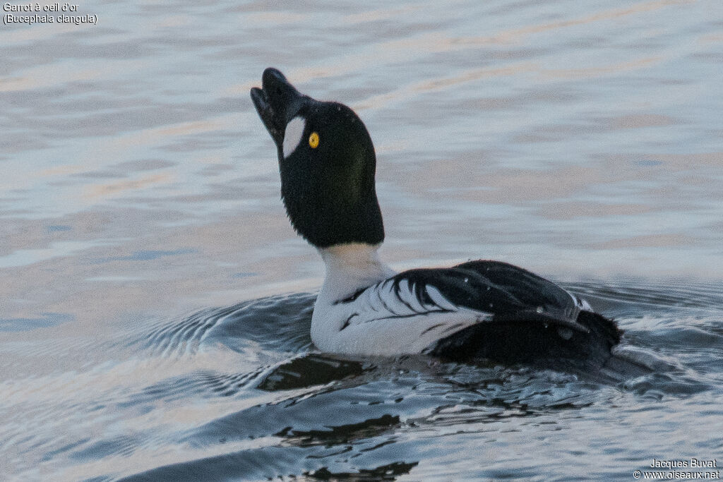 Common Goldeneye male adult breeding, close-up portrait, aspect, pigmentation, courting display