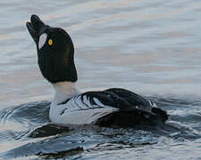 Common Goldeneye