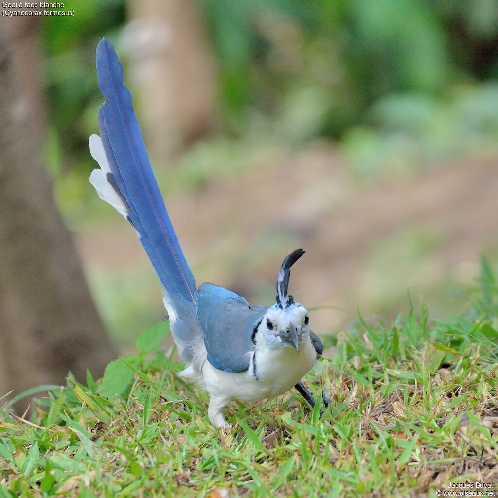 White-throated Magpie-Jayadult, close-up portrait, aspect, pigmentation