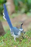 White-throated Magpie-Jay