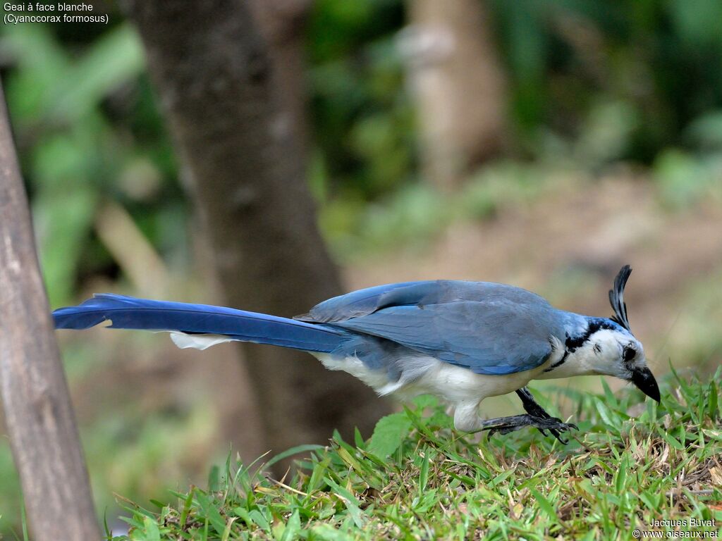 White-throated Magpie-Jay, habitat, aspect, pigmentation, walking, eats