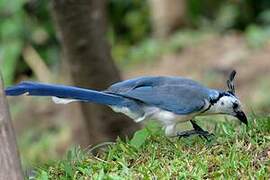 White-throated Magpie-Jay