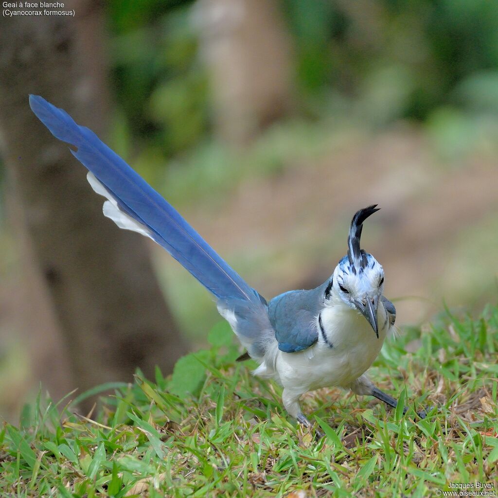 White-throated Magpie-Jayadult, identification, aspect, pigmentation