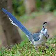 White-throated Magpie-Jay