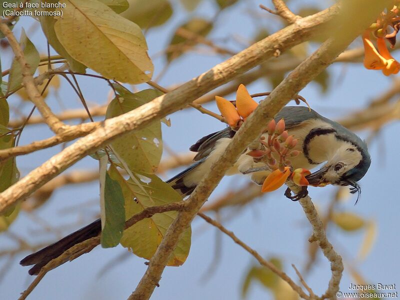 White-throated Magpie-Jayadult, habitat, aspect, pigmentation, feeding habits, eats, Behaviour