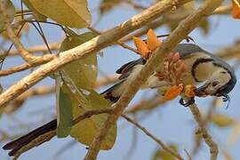 White-throated Magpie-Jay