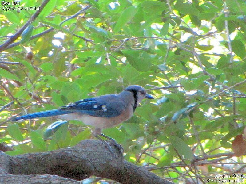 Blue Jayadult breeding, habitat, aspect, pigmentation