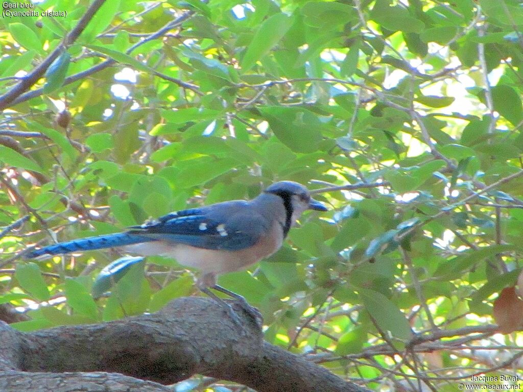 Geai bleuadulte nuptial, habitat, composition, pigmentation