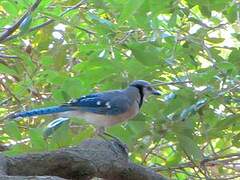 Blue Jay