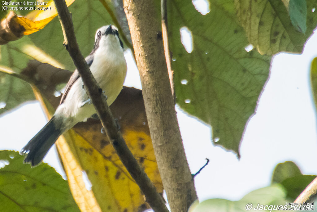 Bocage's Bushshrikeadult