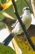 Bocage's Bushshrike