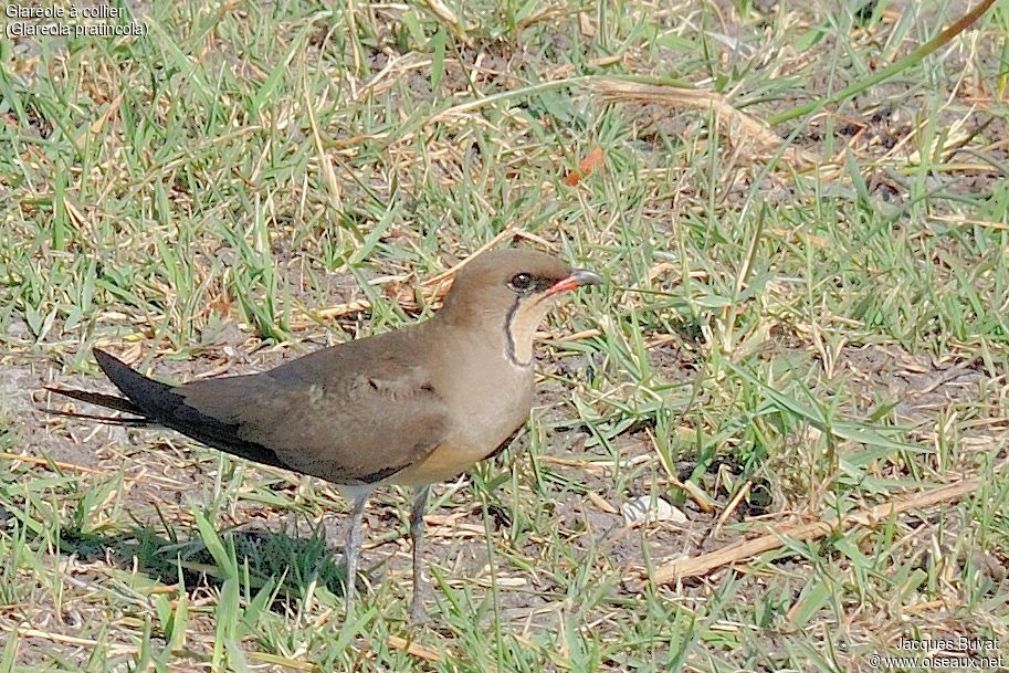 Collared Pratincoleadult