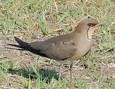 Collared Pratincole