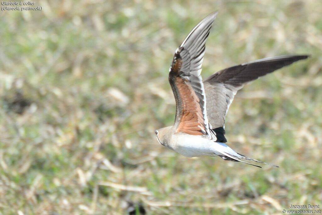 Collared Pratincoleadult