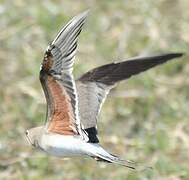 Collared Pratincole