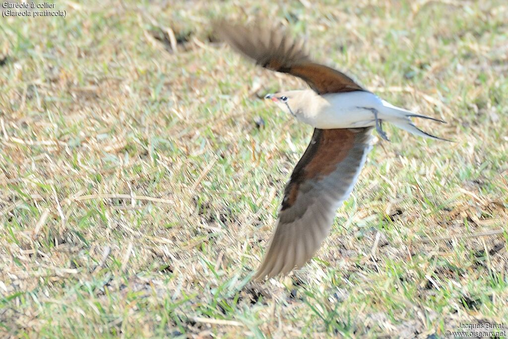 Collared Pratincoleadult, Flight